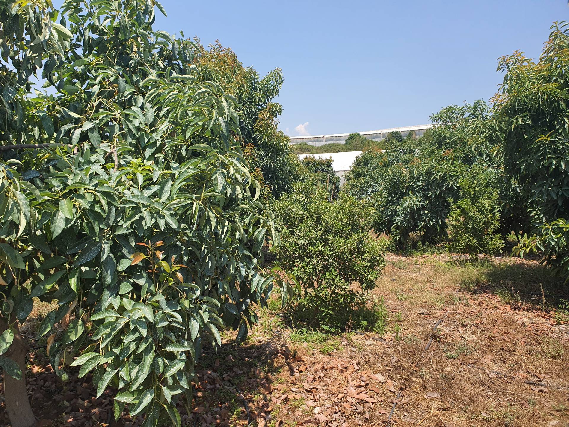 Anamur Mustakil Tapulu Satılık Avokado Bahçesi Resim 4