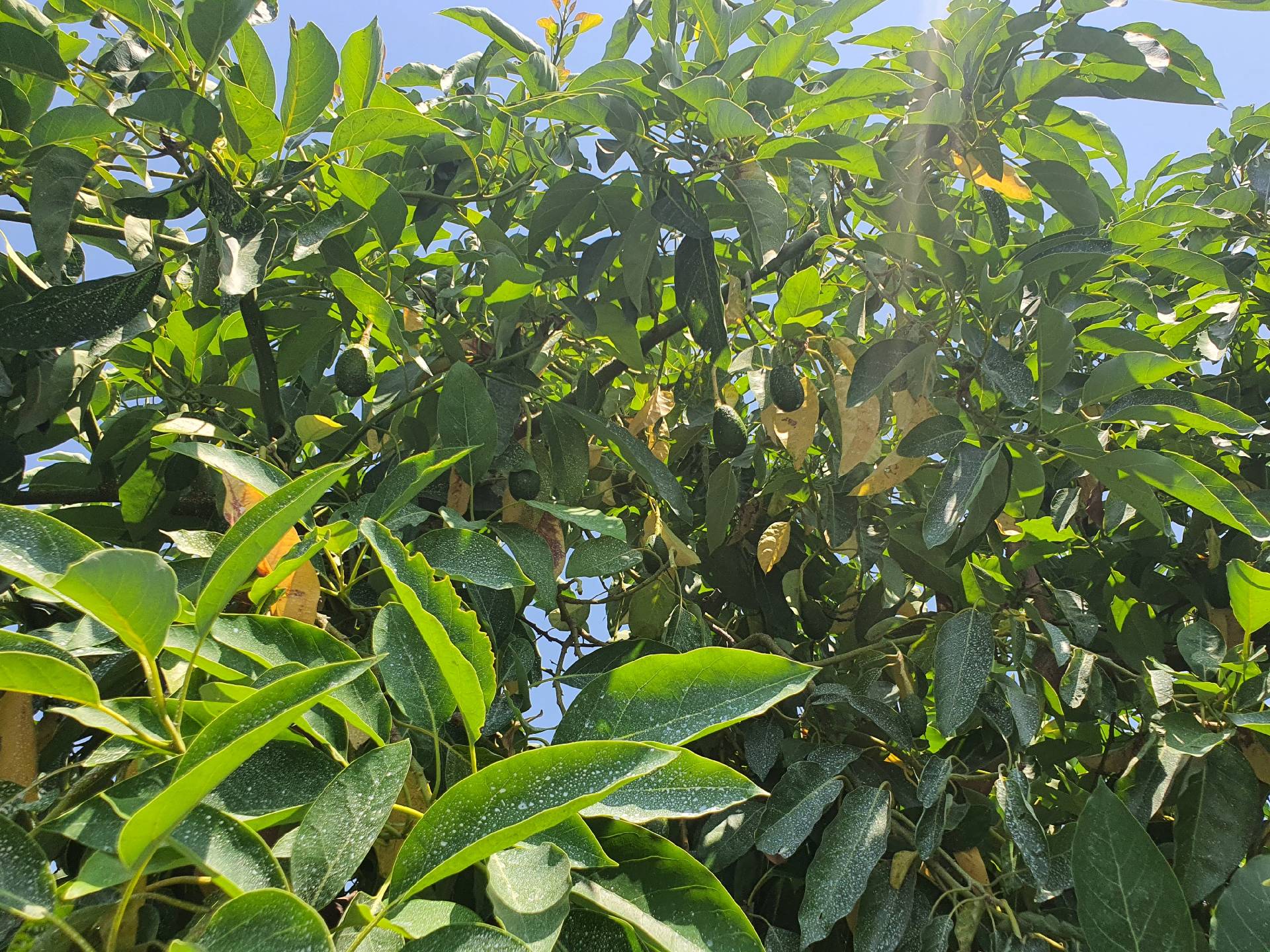 Anamur Mustakil Tapulu Satılık Avokado Bahçesi Resim 5