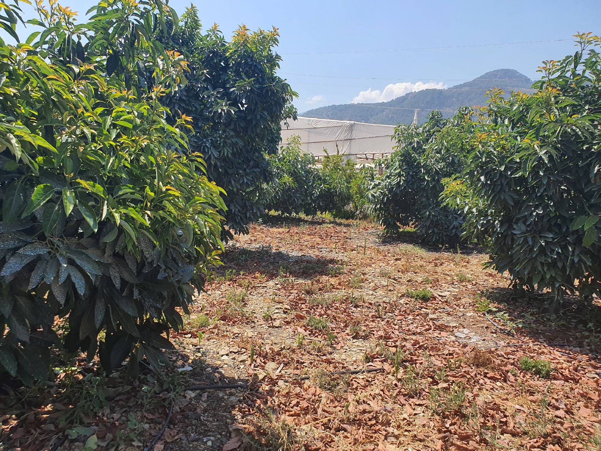 Anamur Mustakil Tapulu Satılık Avokado Bahçesi Resim 9