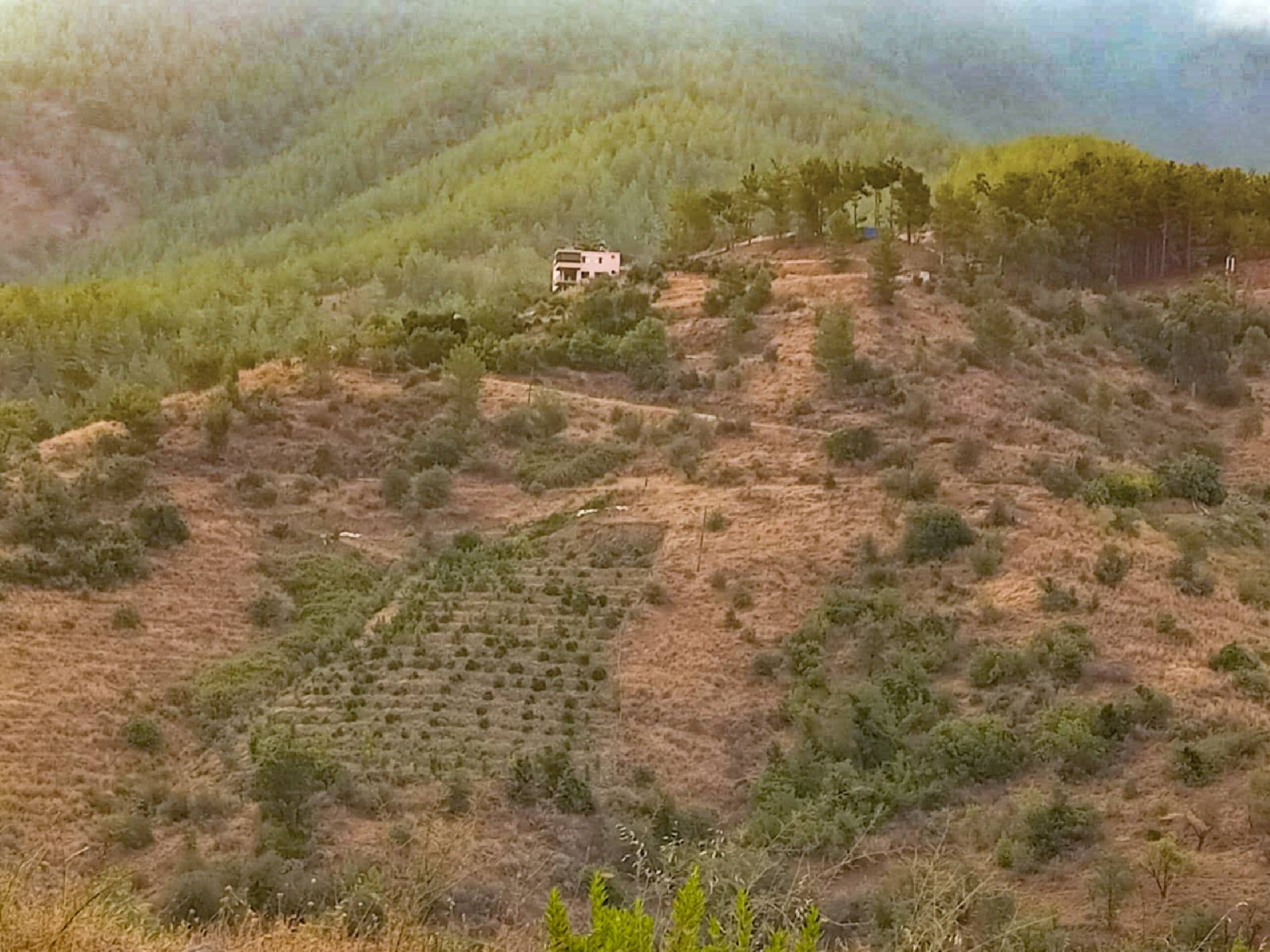 Anamur Evciler Satılık Avokado Bahçesi Resim 2