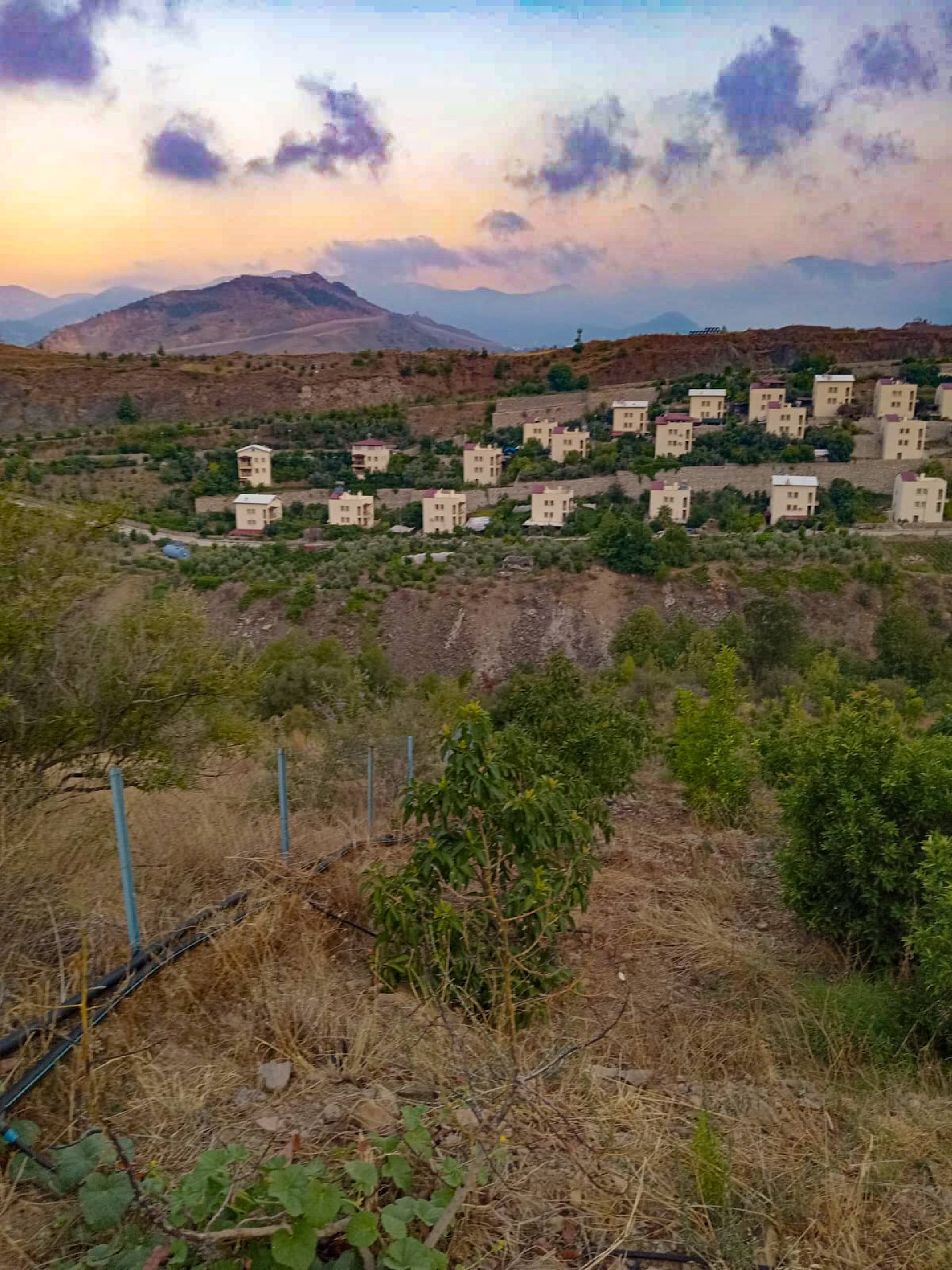 Anamur Evciler Satılık Avokado Bahçesi Resim 10