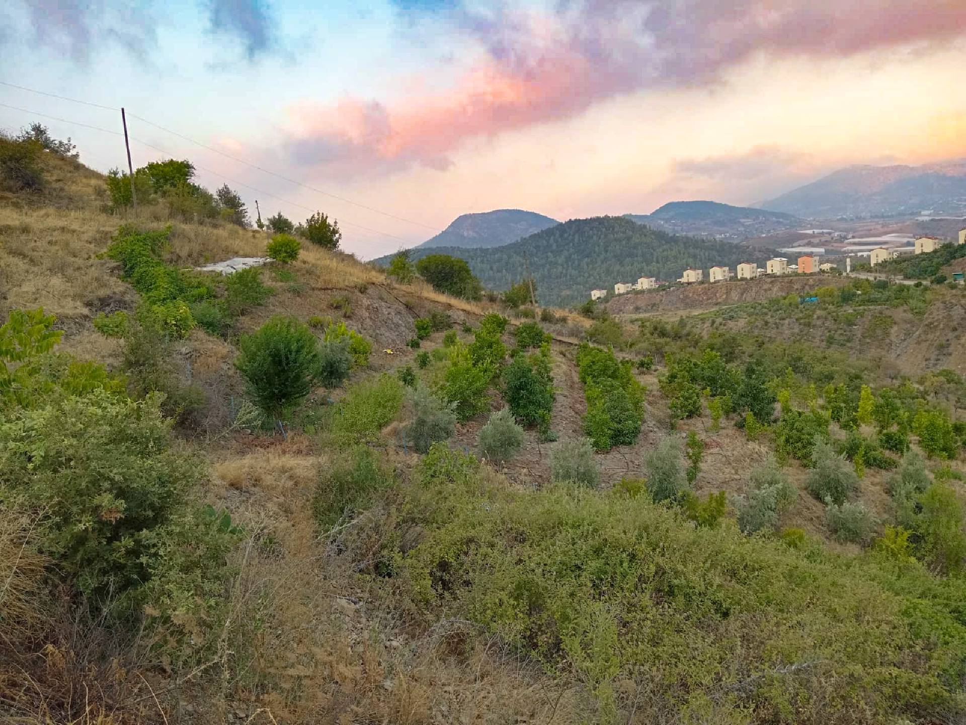 Anamur Evciler Satılık Avokado Bahçesi Resim 3