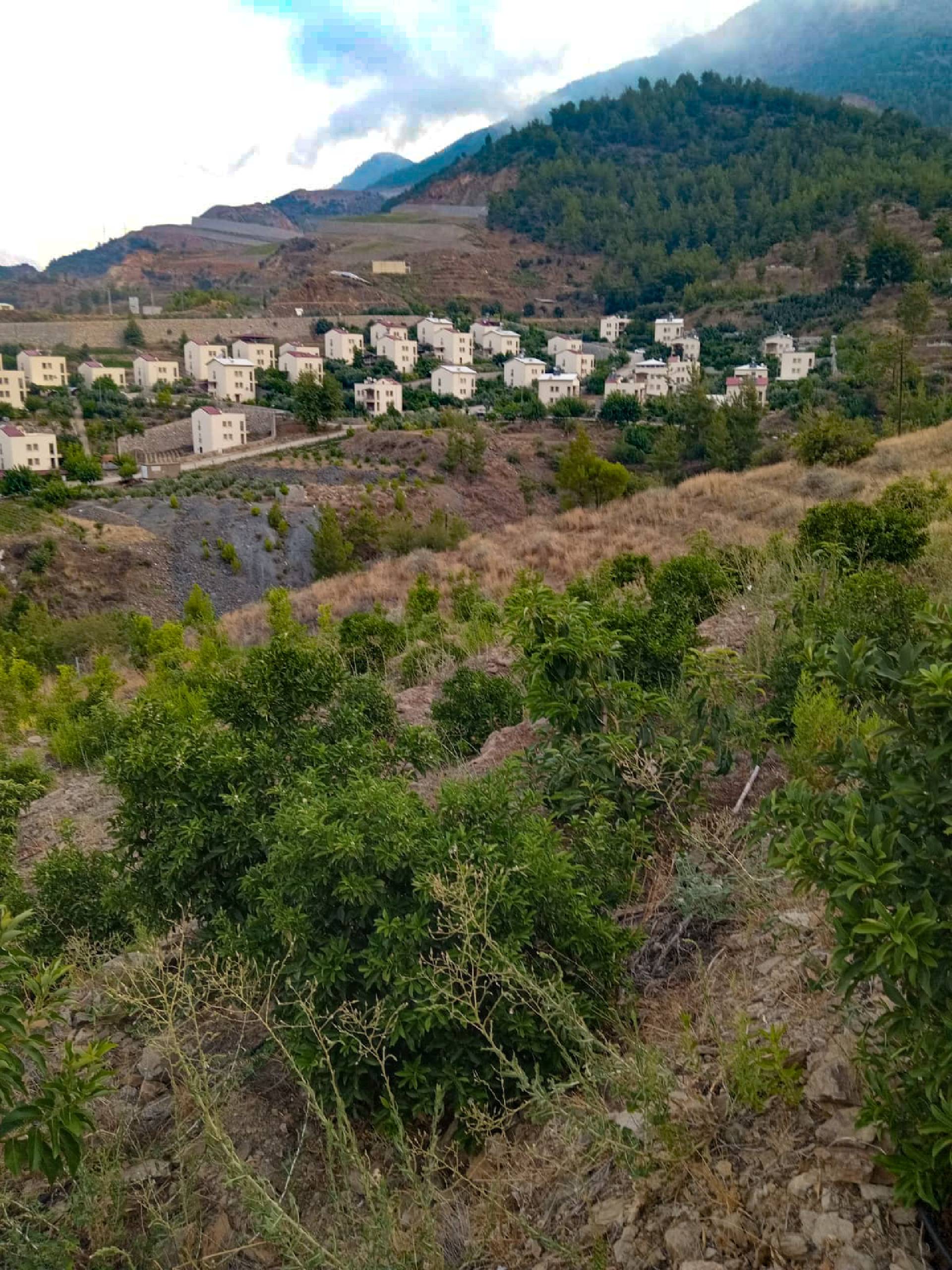 Anamur Evciler Satılık Avokado Bahçesi Resim 9