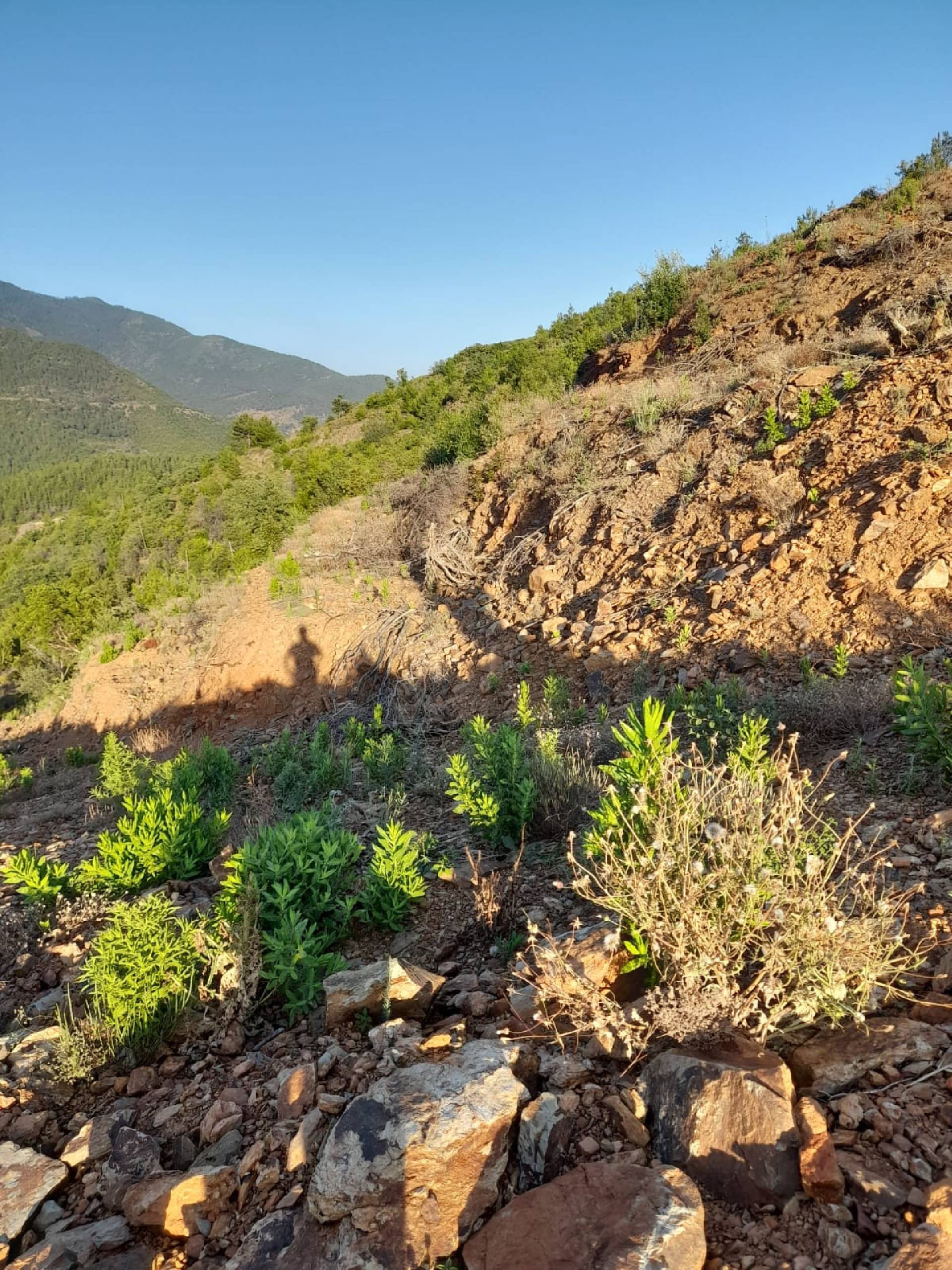 Anamur Demiroren(melleç)satılık Tarla Resim 6