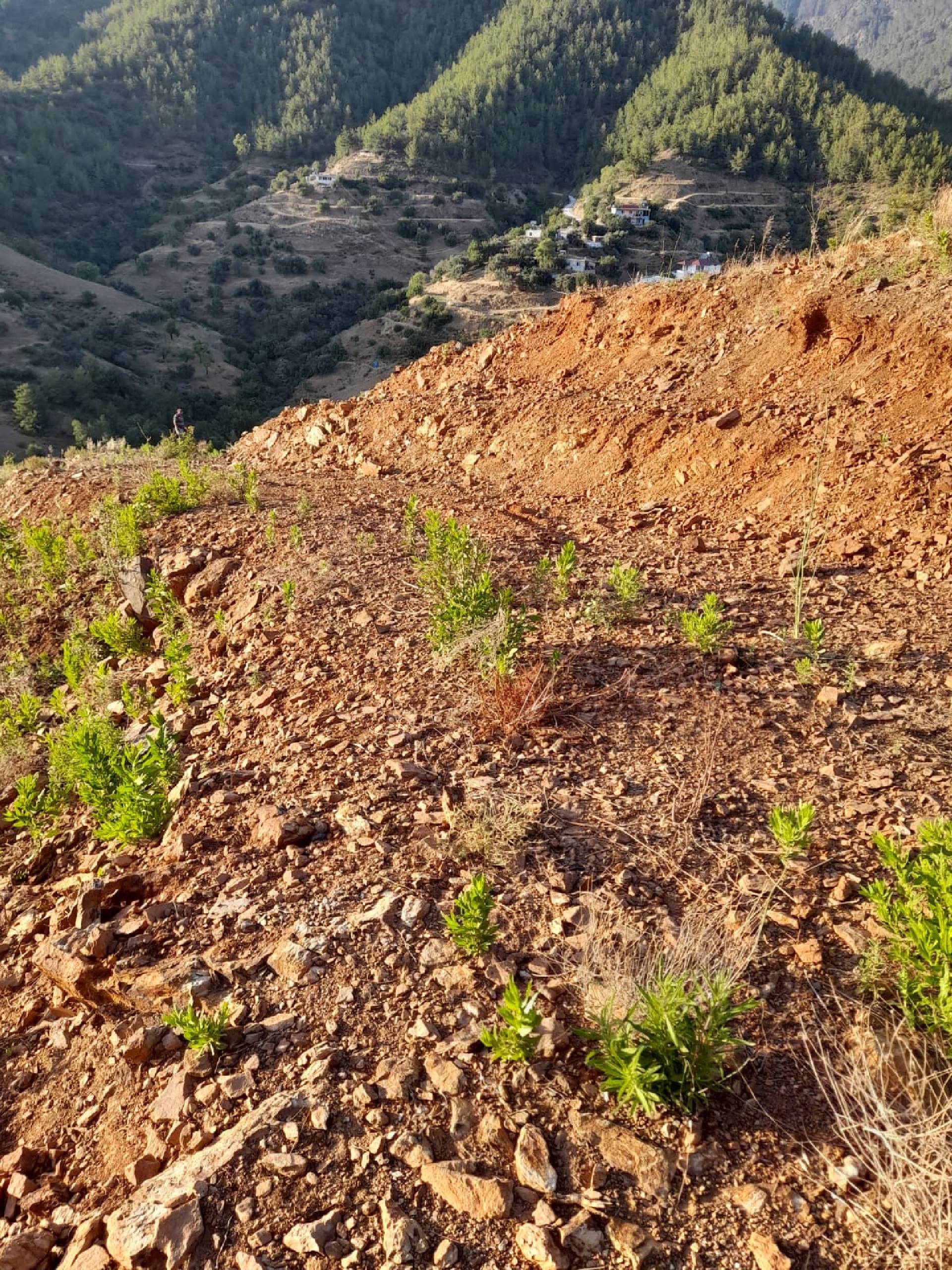 Anamur Demiroren(melleç)satılık Tarla Resim 7