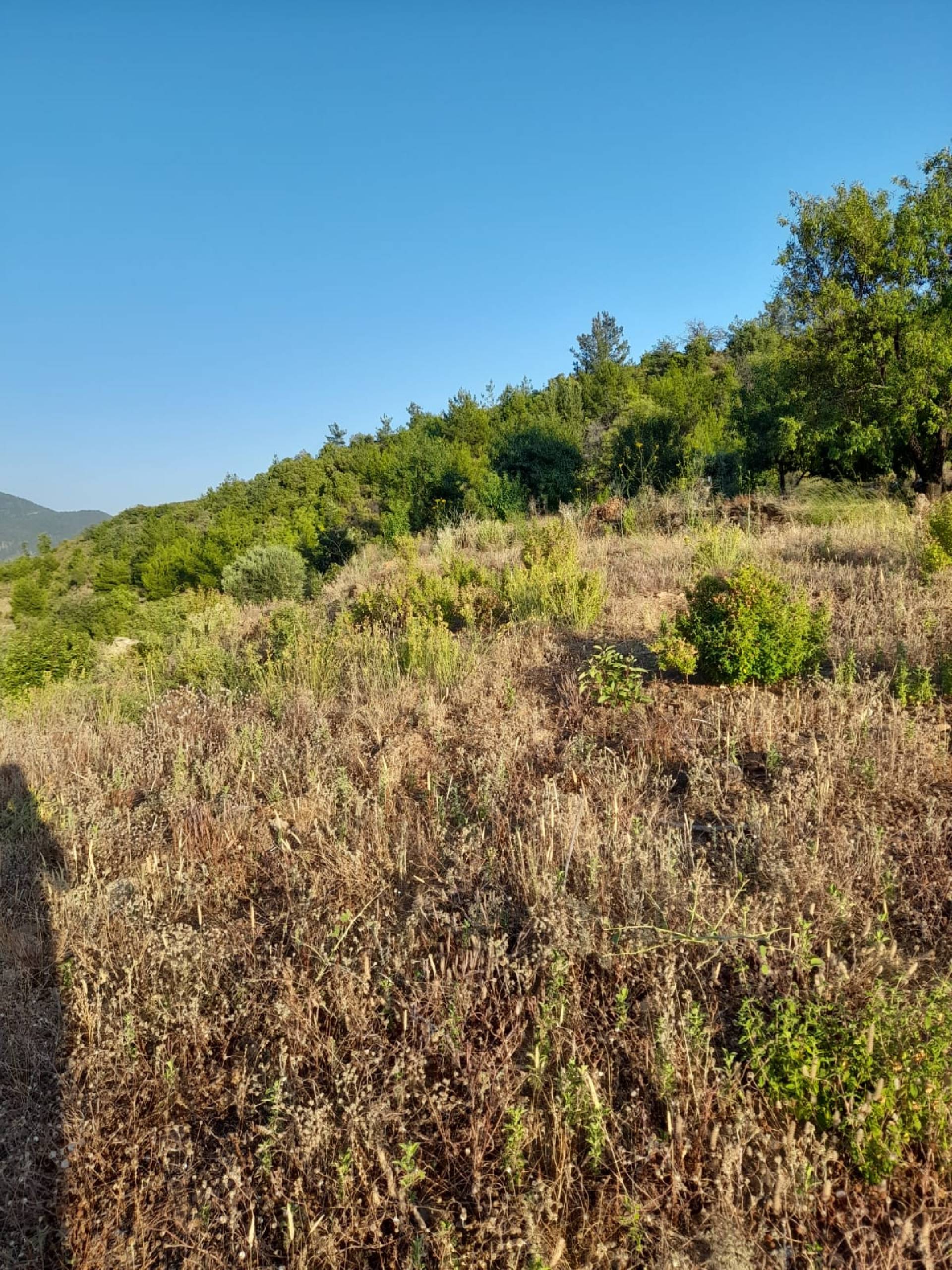 Anamur Demiroren(melleç)satılık Tarla Resim 8