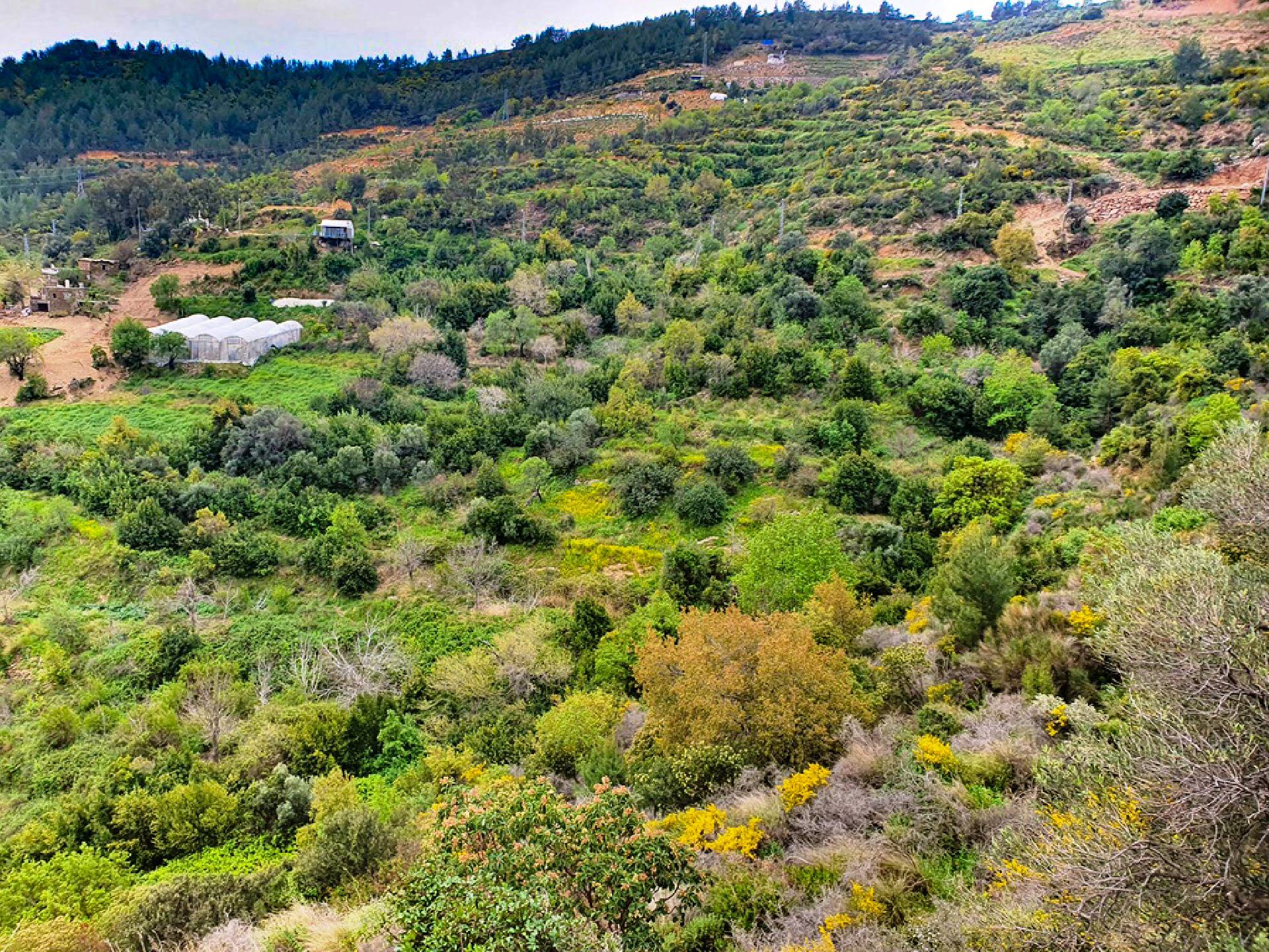 Anamur Kızılaliler Satılık Mustakil Tapulu Tarla Resim 2