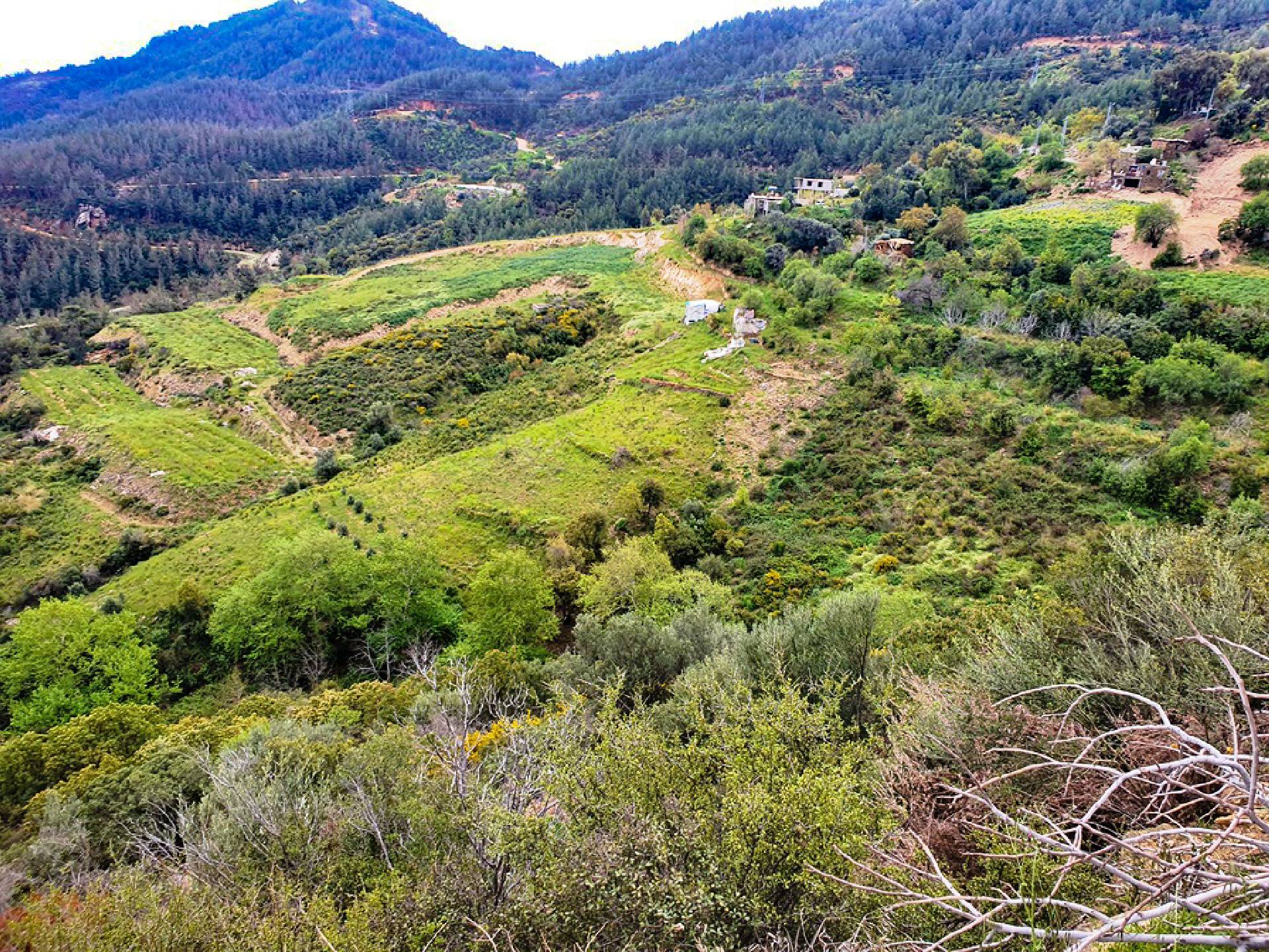 Anamur Kızılaliler Satılık Mustakil Tapulu Tarla Resim 9